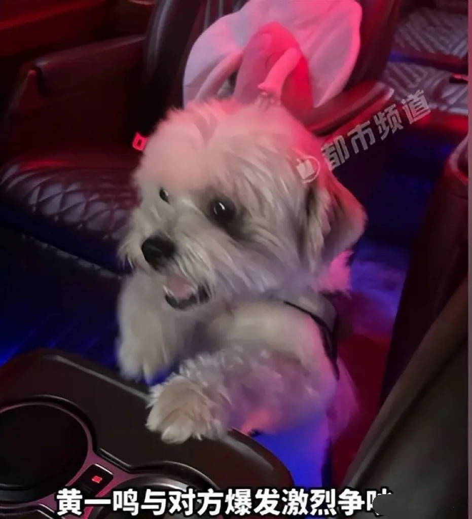 知名博主黄一鸣人设崩塌:虐狗真相曝光,王思聪不认女